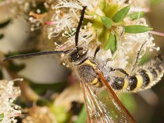 Radumeris tasmaniensis