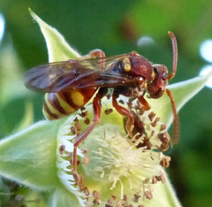 Nomada obliterata