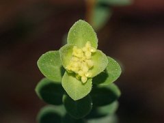 Pimelea flava flava