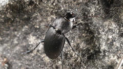 Licinus cassideus