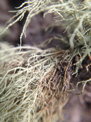Usnea subgracilis