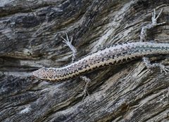 Cryptoblepharus pannosus