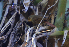 Syndactyla rufosuperciliata