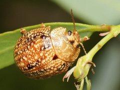Paropsis wilsoni