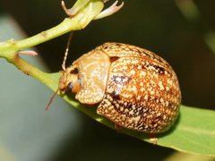 Paropsis wilsoni