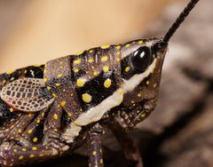 Monistria pustulifera