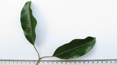 Aspidosperma spruceanum