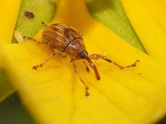 Austronanodes nigrovarius