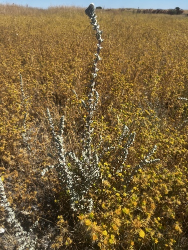 Atriplex cordulata