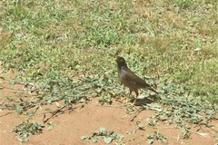 Acridotheres tristis