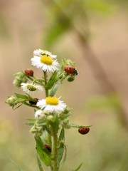 Coccinella septempunctata