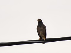 Acridotheres tristis