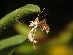 Trichoptilus ceramodes