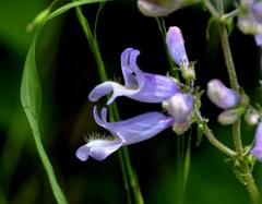 Penstemon canescens