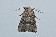 Hexorthodes nipana