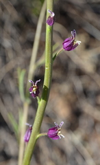 Streptanthus glandulosus glandulosus