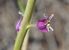 Streptanthus glandulosus glandulosus