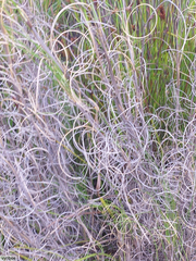 Pentameris macrocalycina