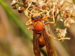 Polistes schach