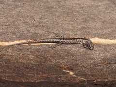 Cryptoblepharus pannosus