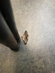 Psimada quadripennis