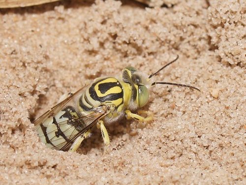 Bembix variabilis · NaturaLista Colombia