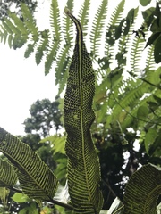 Meniscium reticulatum