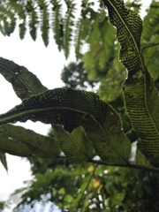 Meniscium reticulatum