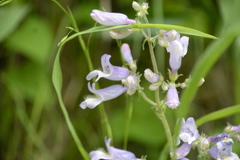 Penstemon canescens