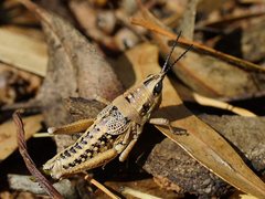 Monistria discrepans