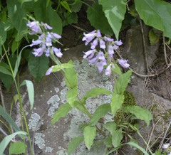 Penstemon canescens