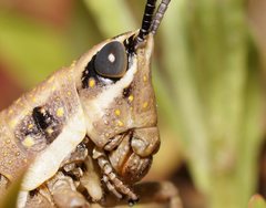 Monistria discrepans
