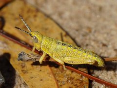 Monistria discrepans