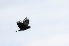 Corvus corone orientalis