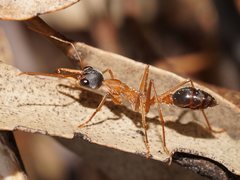 Myrmecia desertorum