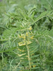 Astragalus sieversianus