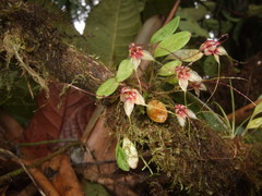 Masdevallia nidifica