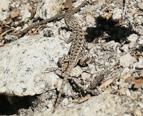 iNaturalist observation photo of Western Fence Lizard