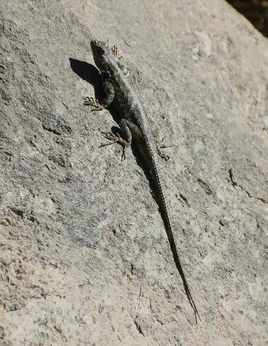 iNaturalist observation photo of Sierra Fence Lizard