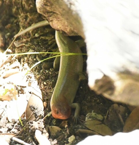 iNaturalist observation photo of Gilbert's Skink
