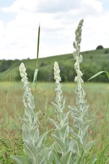 Verbascum songaricum