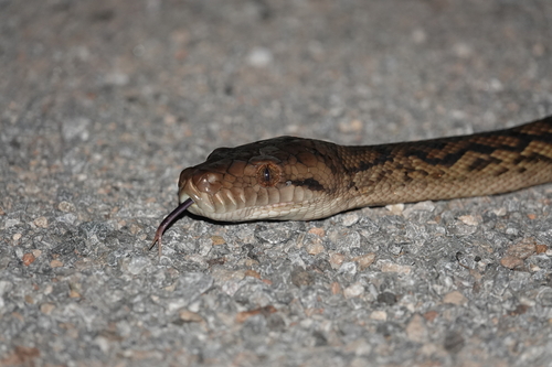 Australian Scrub Python sighting