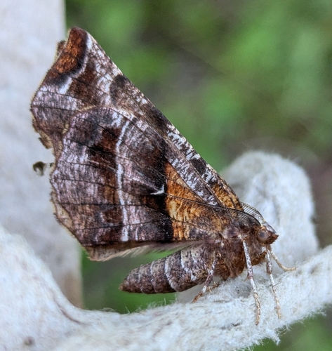 Northern Selenia
