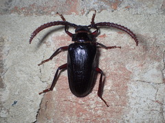 Prionus imbricornis