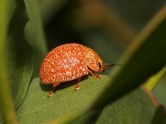 Paropsis wilsoni