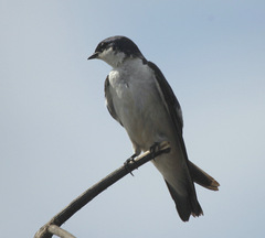 White-Winged Swallow photo 5