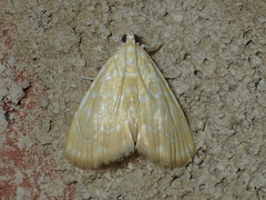 Glaphyria glaphyralis