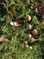 Mycena olivaceomarginata