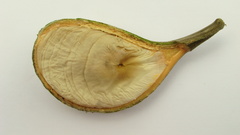 Aspidosperma spruceanum