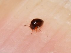 Clambidae